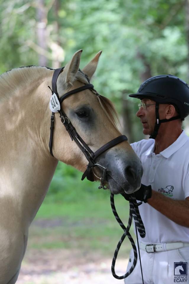 Hongre - Fjord - 4 ans - Loisir / Dressage - France