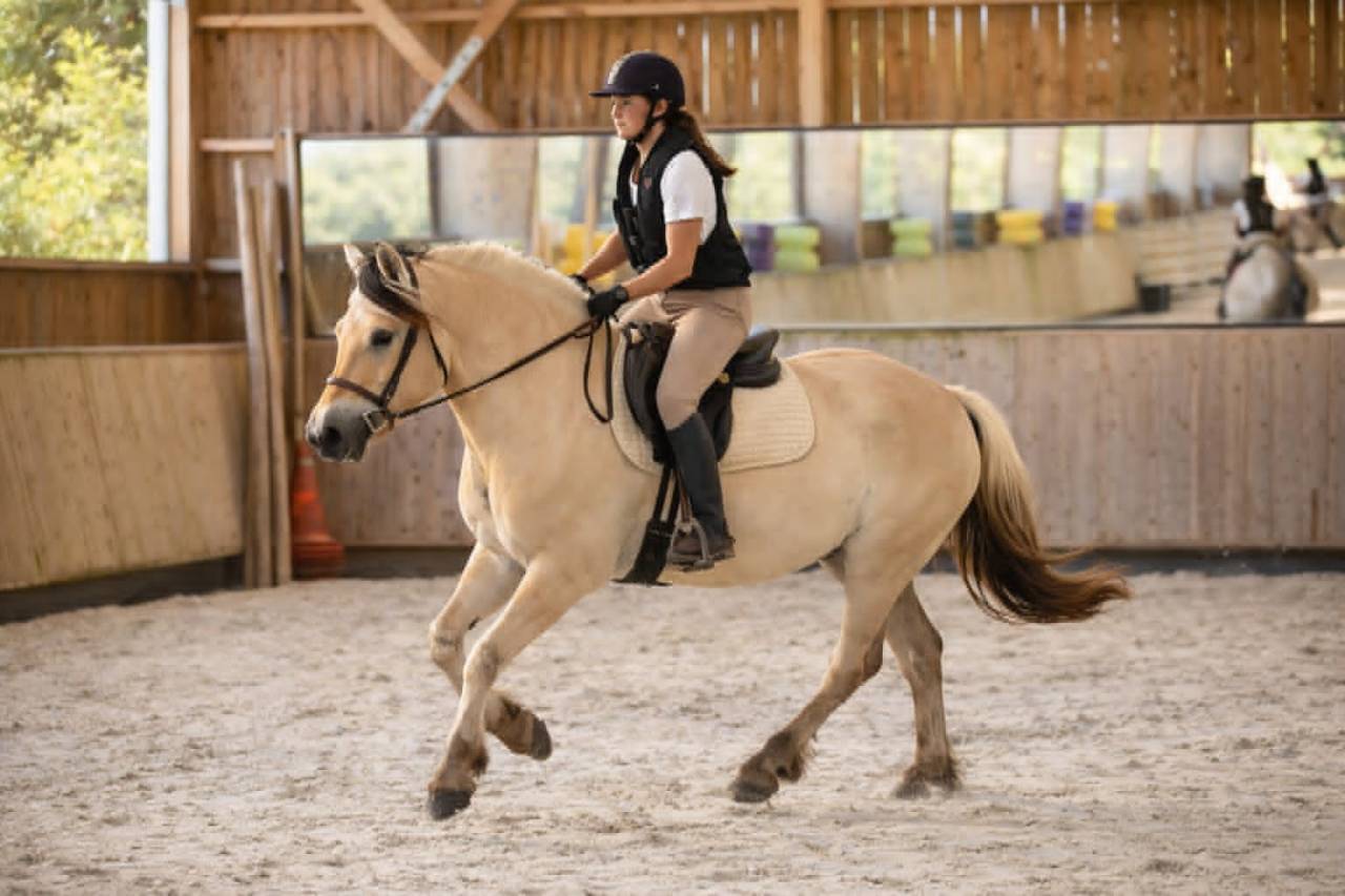 Hongre - Fjord - 4 ans - Loisir / Dressage - France