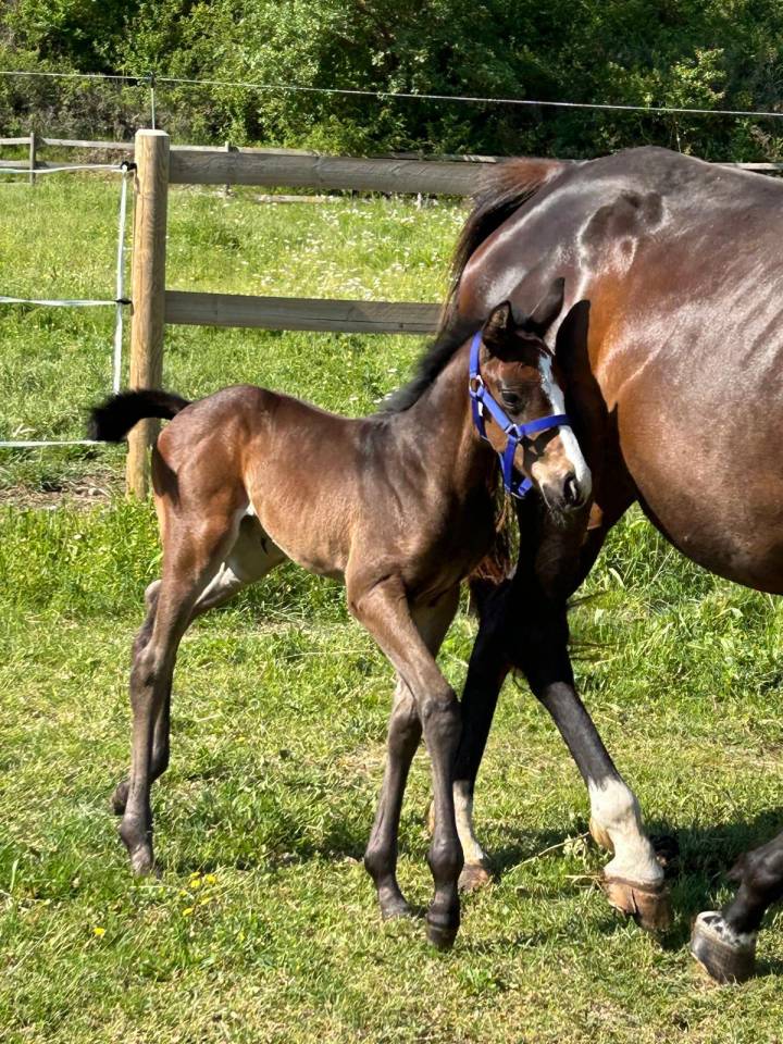 ? Jeunes Chevaux & Poneys de Sport  Direct &Eacute;leveur 