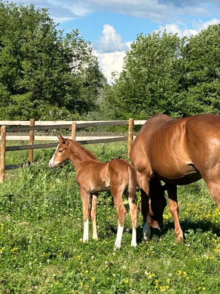 ? Jeunes Chevaux & Poneys de Sport  Direct &Eacute;leveur 