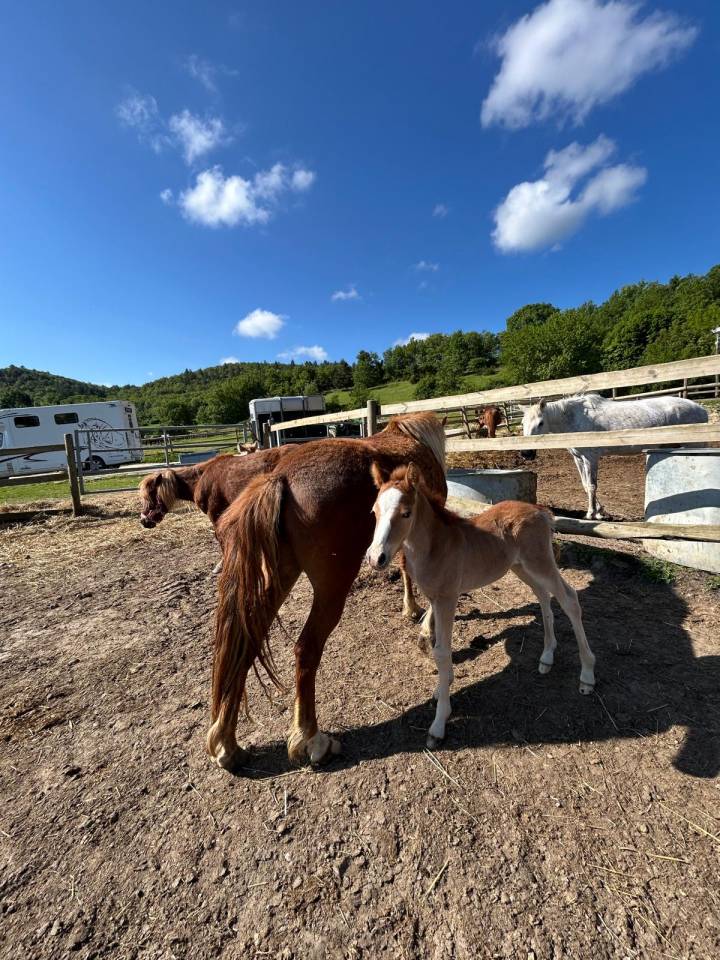 ? Jeunes Chevaux & Poneys de Sport  Direct &Eacute;leveur 