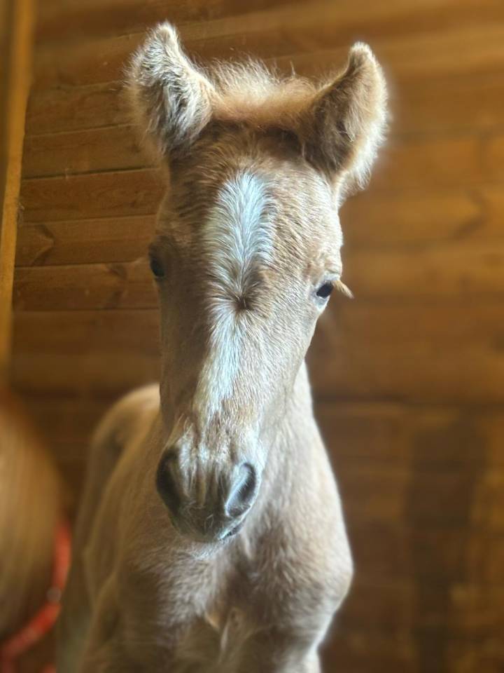 ? Jeunes Chevaux & Poneys de Sport  Direct &Eacute;leveur 