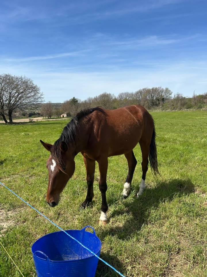 Jeunes Chevaux & Poneys de Sport  Direct &Eacute;leveur 