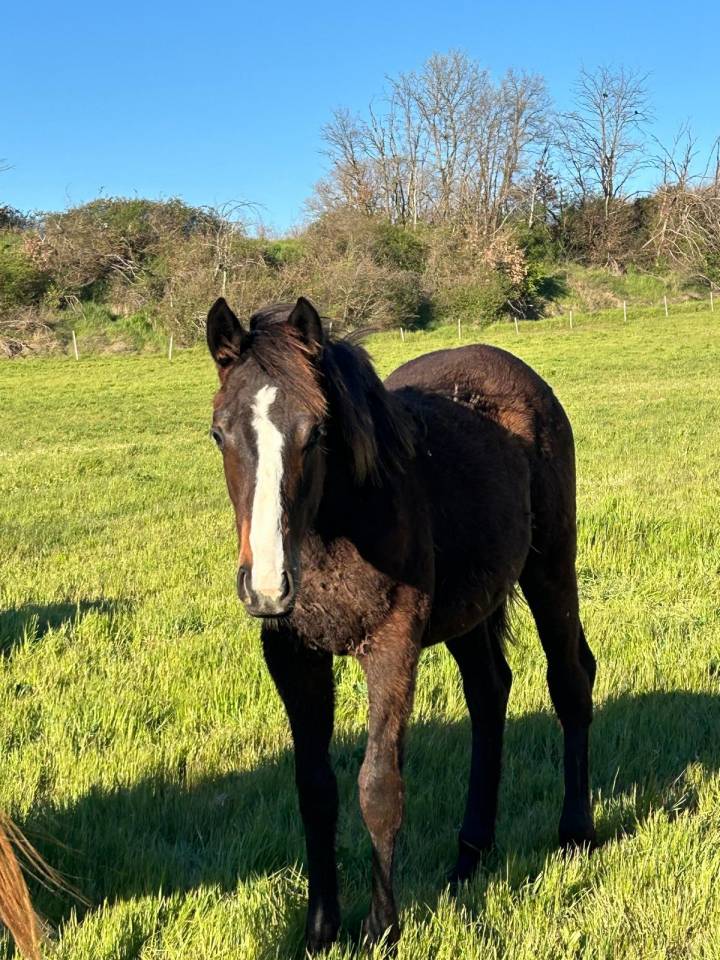 Jeunes Chevaux & Poneys de Sport  Direct &Eacute;leveur 