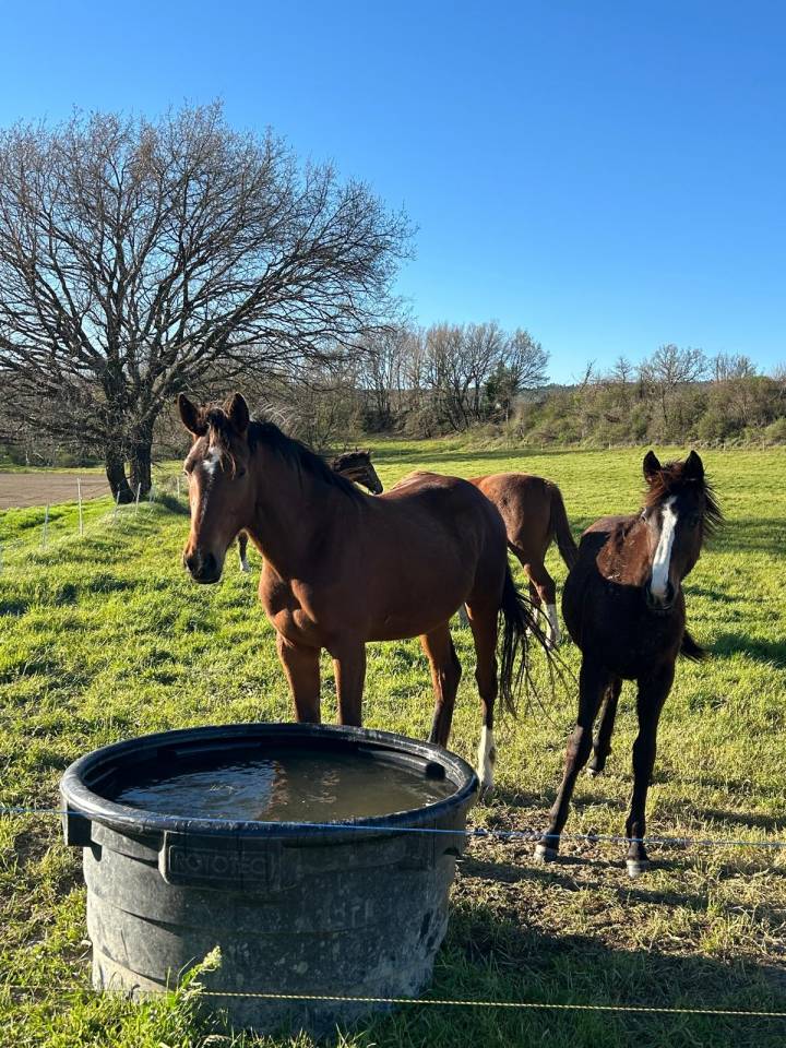 Jeunes Chevaux & Poneys de Sport  Direct &Eacute;leveur 