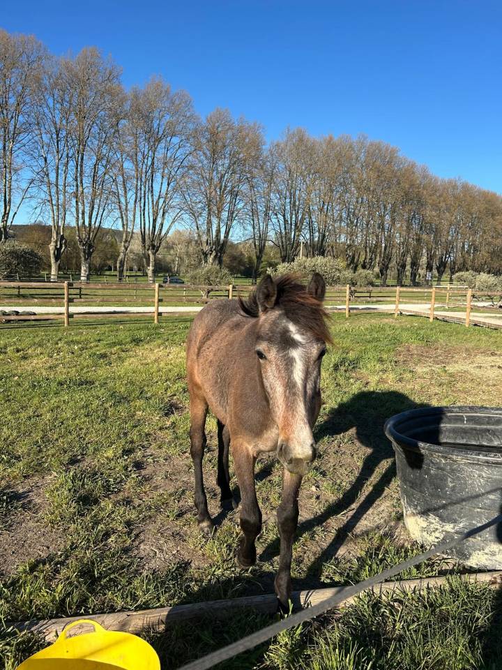 Jeunes Chevaux & Poneys de Sport  Direct &Eacute;leveur 