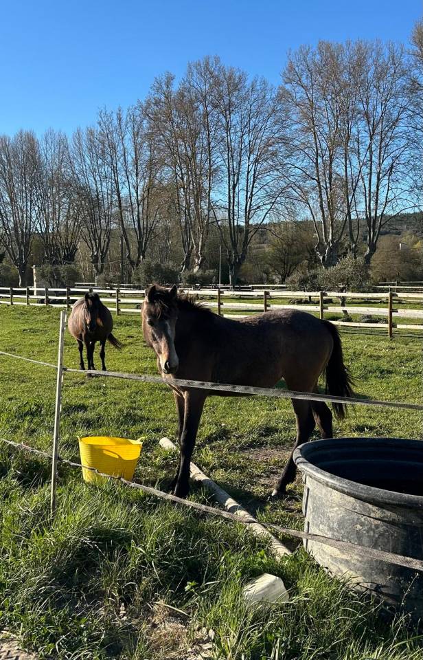 Jeunes Chevaux & Poneys de Sport  Direct &Eacute;leveur 