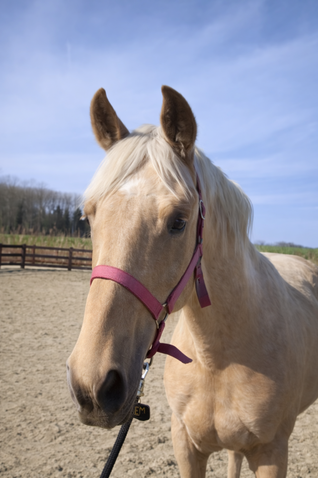 palomino, orientation sport +++ 