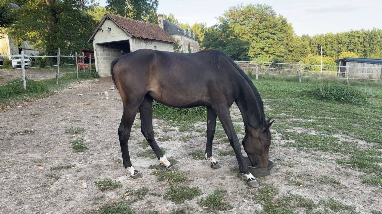 Jument id&eacute;ale Cso ou cce 