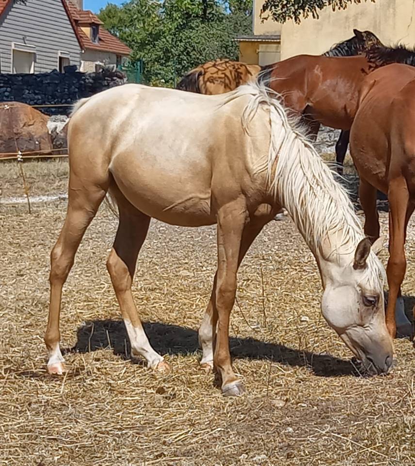 Pouliche DSA Palomino