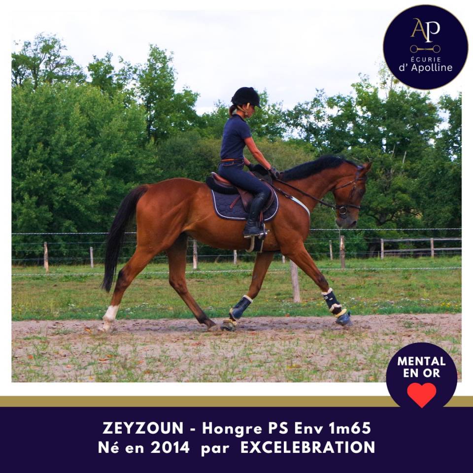 Gentil cheval, sympa en ext&eacute;rieur