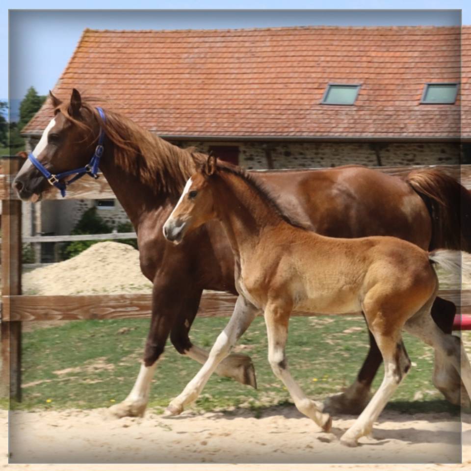 M&acirc;le Welsh cob 2025