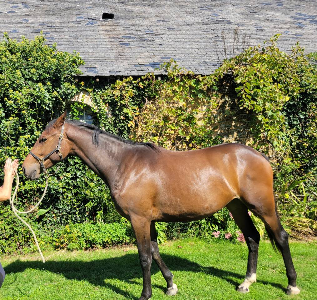 Casallo Z  belle pouliche