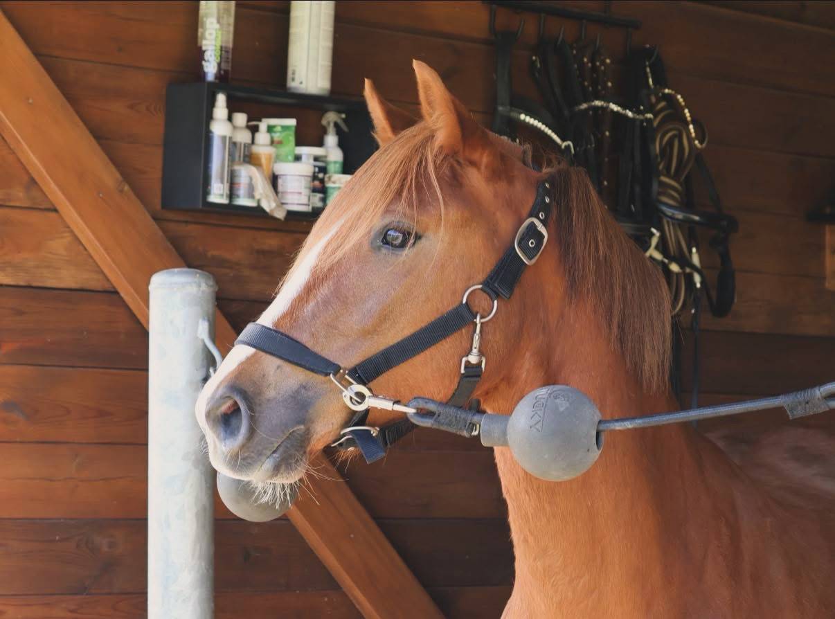 Ponette 4 ans - PFS (dispo en septembre)