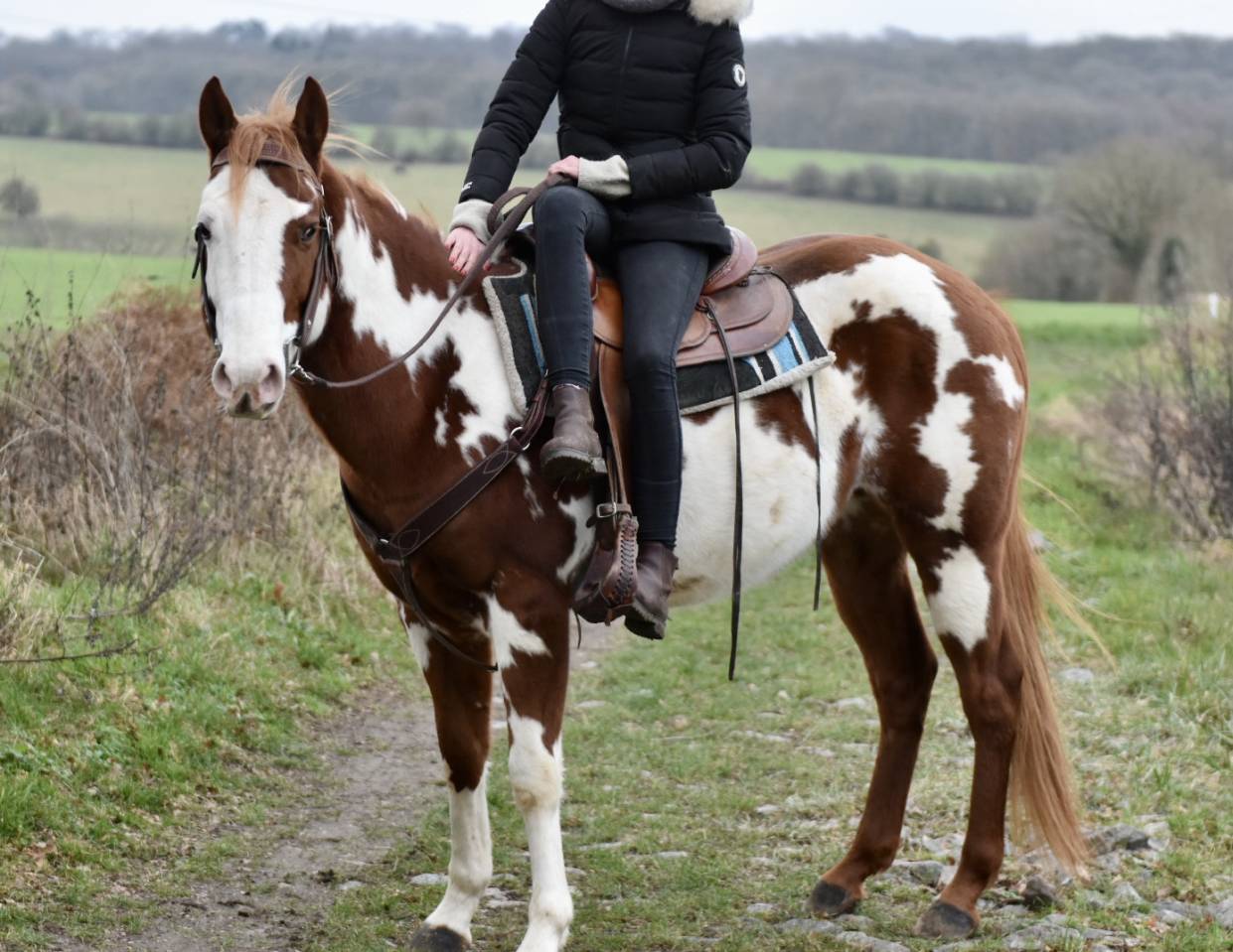 MAGNIFIQUE &Eacute;TALON PAINT HORSE 