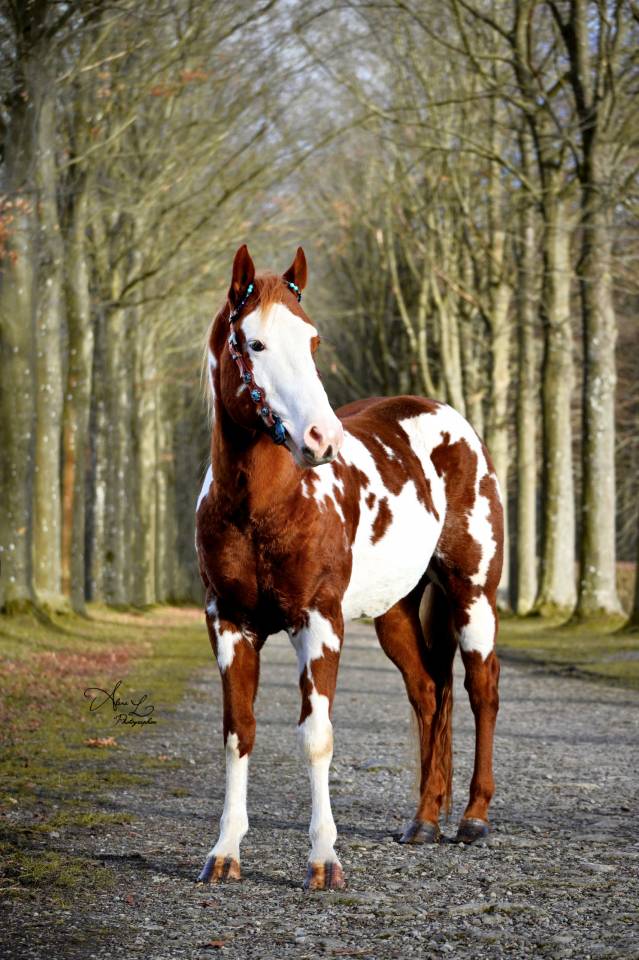 MAGNIFIQUE &Eacute;TALON PAINT HORSE 