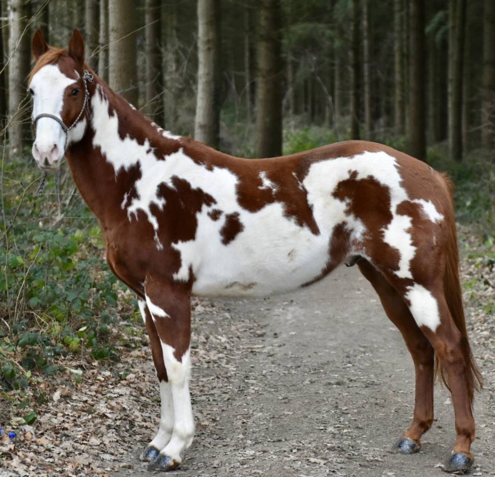 MAGNIFIQUE &Eacute;TALON PAINT HORSE 