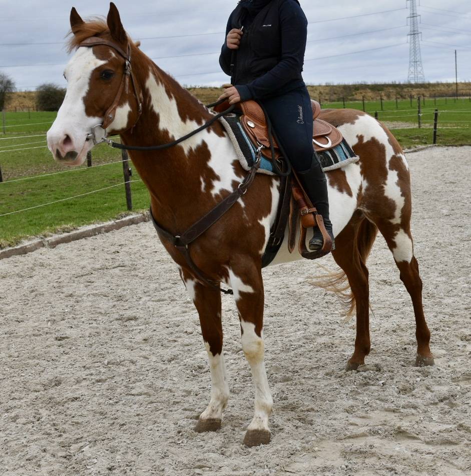 MAGNIFIQUE &Eacute;TALON PAINT HORSE 