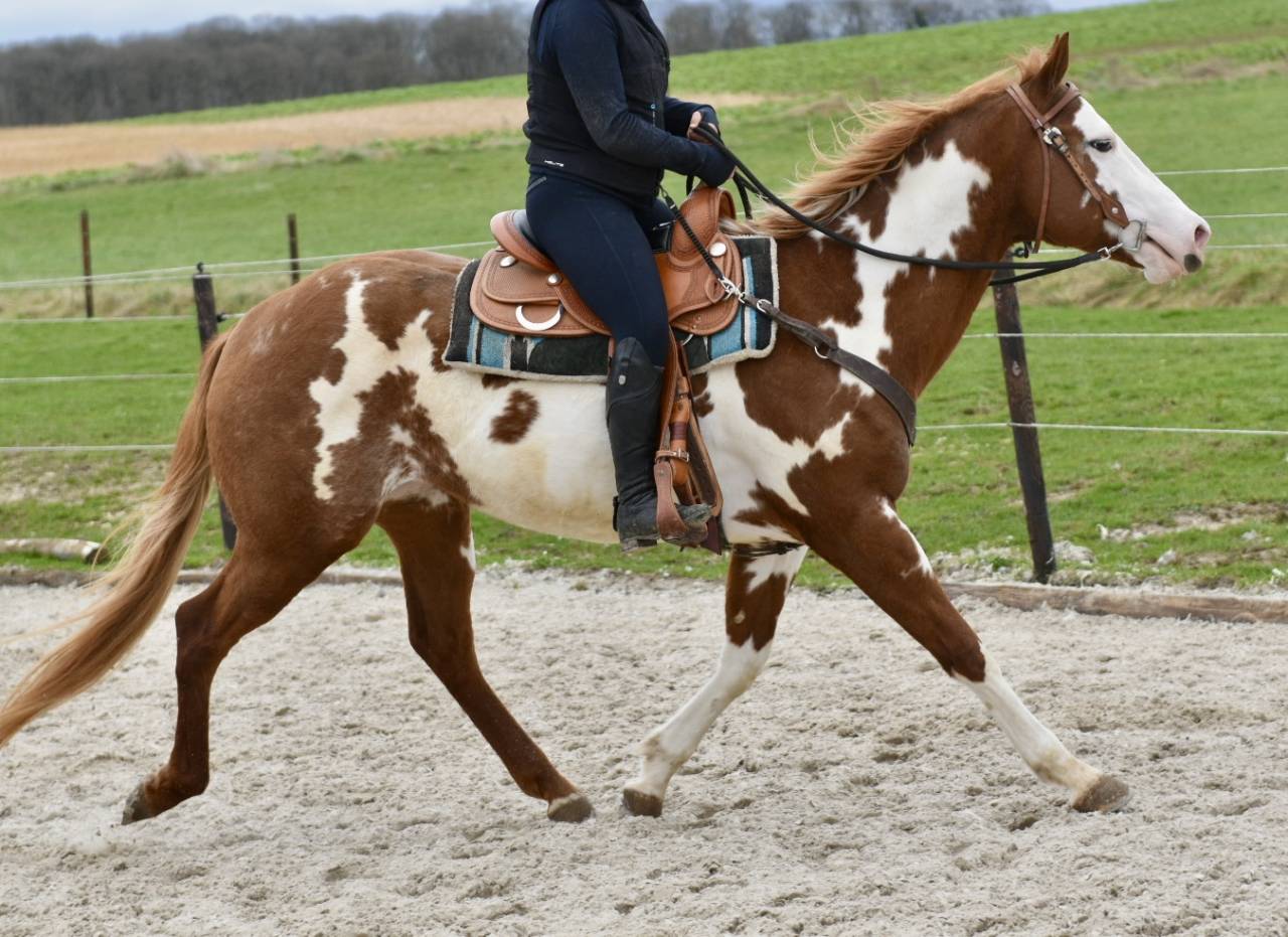 MAGNIFIQUE &Eacute;TALON PAINT HORSE 