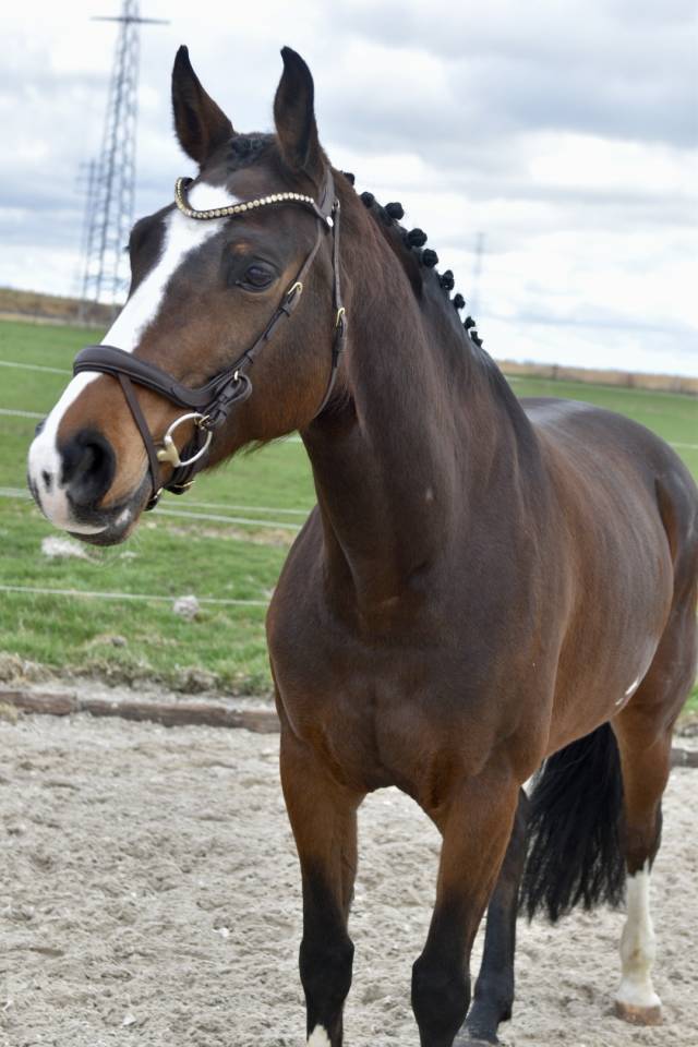 JUMENT D AMATEUR PAR EXCELLENCE