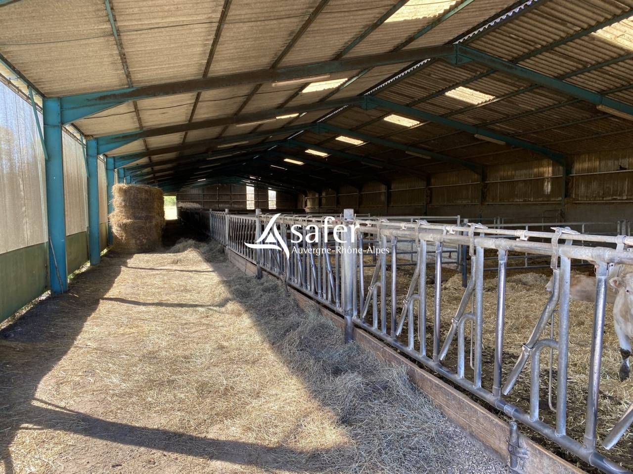 Exploitation avicole / bovin - Secteurs Moulin Montlu&ccedil;on