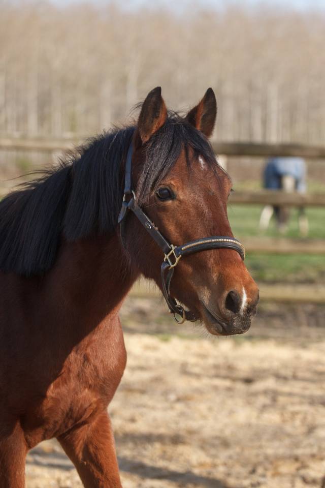 Belle ponette New forest 2 ans taille D