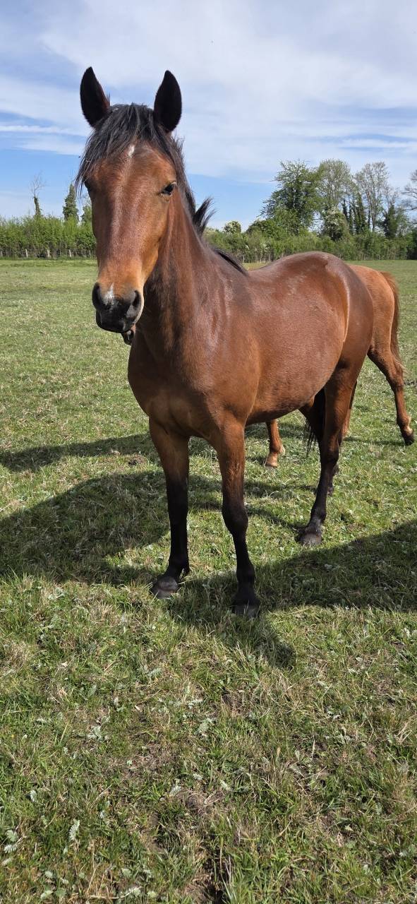 Belle ponette New forest 2 ans taille D