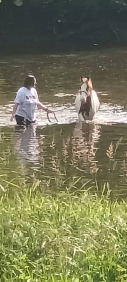 Magnifique Poulain hongre pie hongre Paint Horse/KWPN 