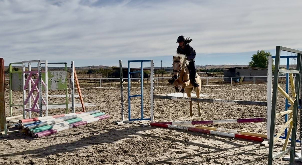 Hongre Welsh Poney (Section C) A vendre 2008 Palomino