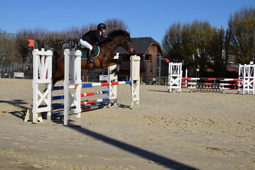 Poney de sport &agrave; vendre