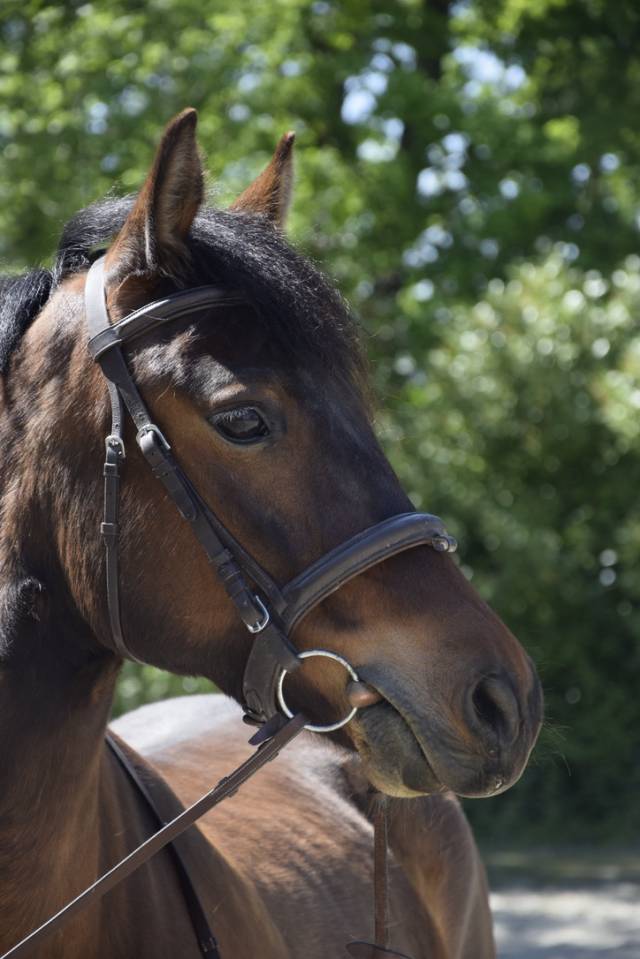 Poney de sport &agrave; vendre