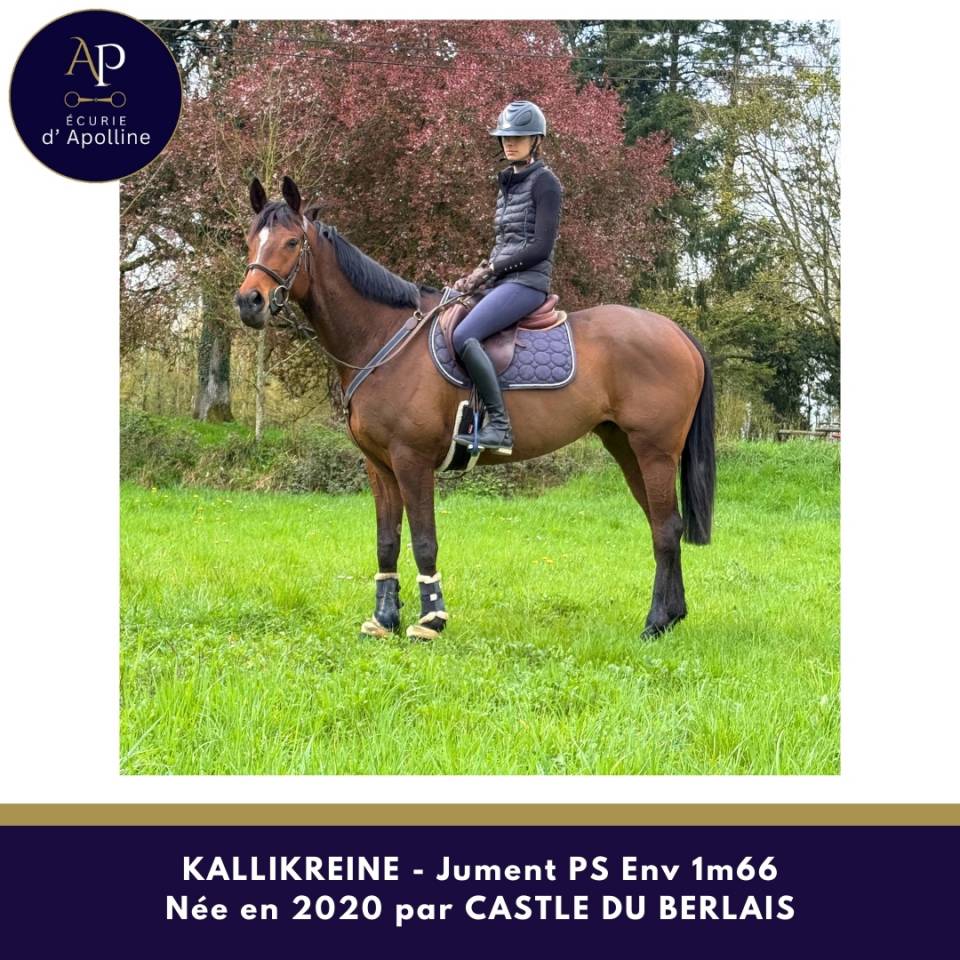 Magnifique jument 1m66