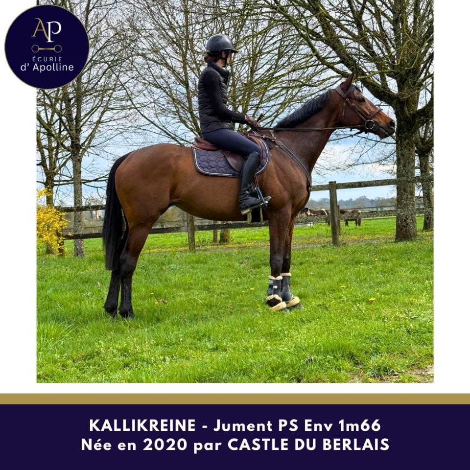 Magnifique jument 1m66