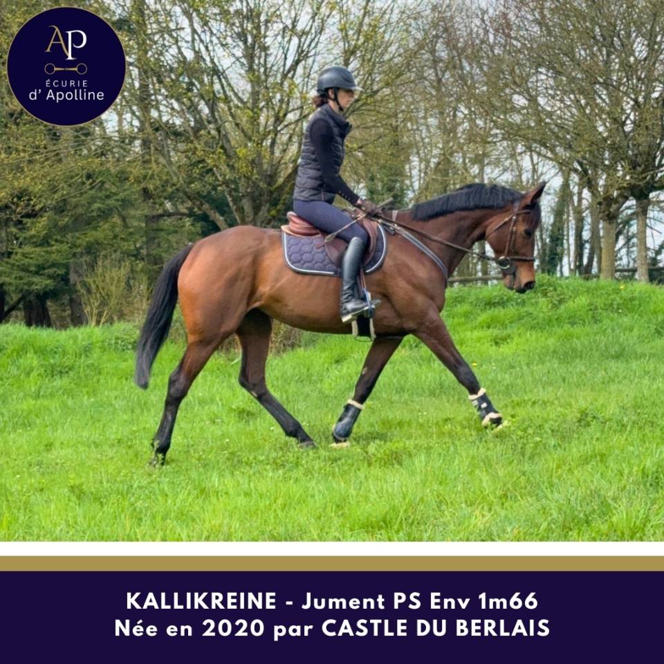Magnifique jument 1m66