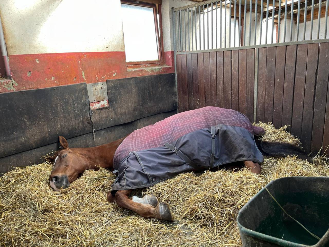 Mia jument &agrave; vendre