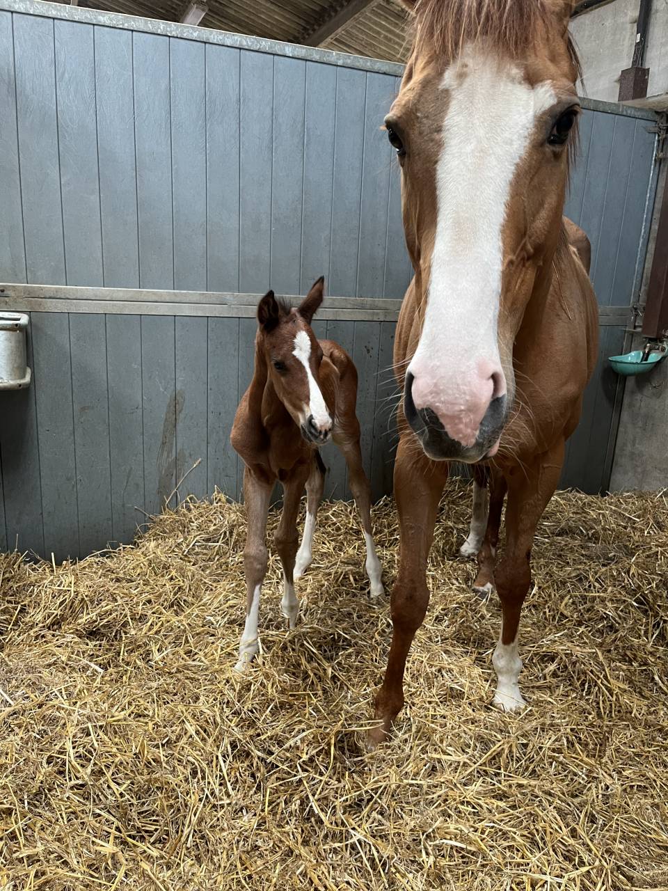 Cavalier/ Monitrice / palefrenier ind&eacute;pendant 