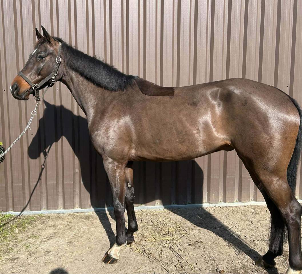 A vendre Hongre de 6 ans SBS 