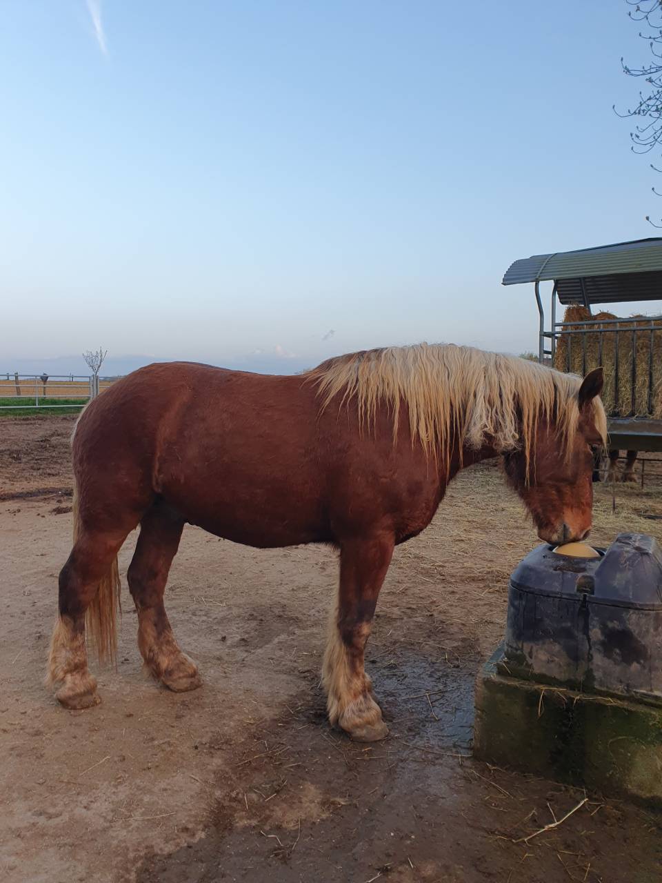 Cheval Comtois mont&eacute; 