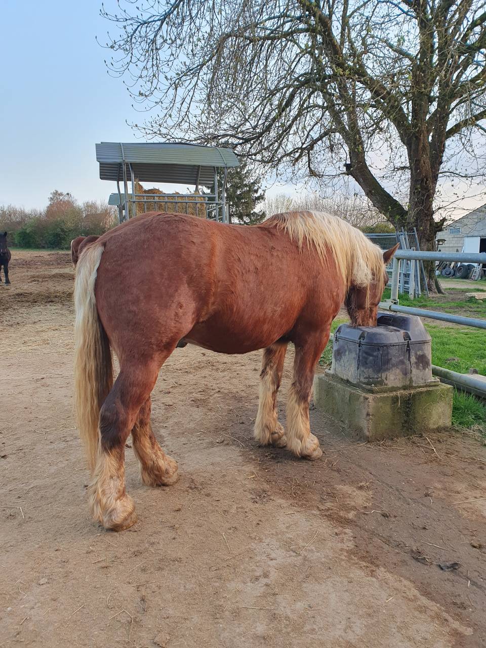 Cheval Comtois mont&eacute; 