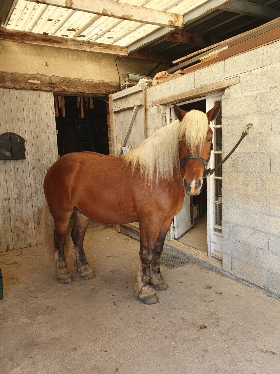 Cheval Comtois mont&eacute; 