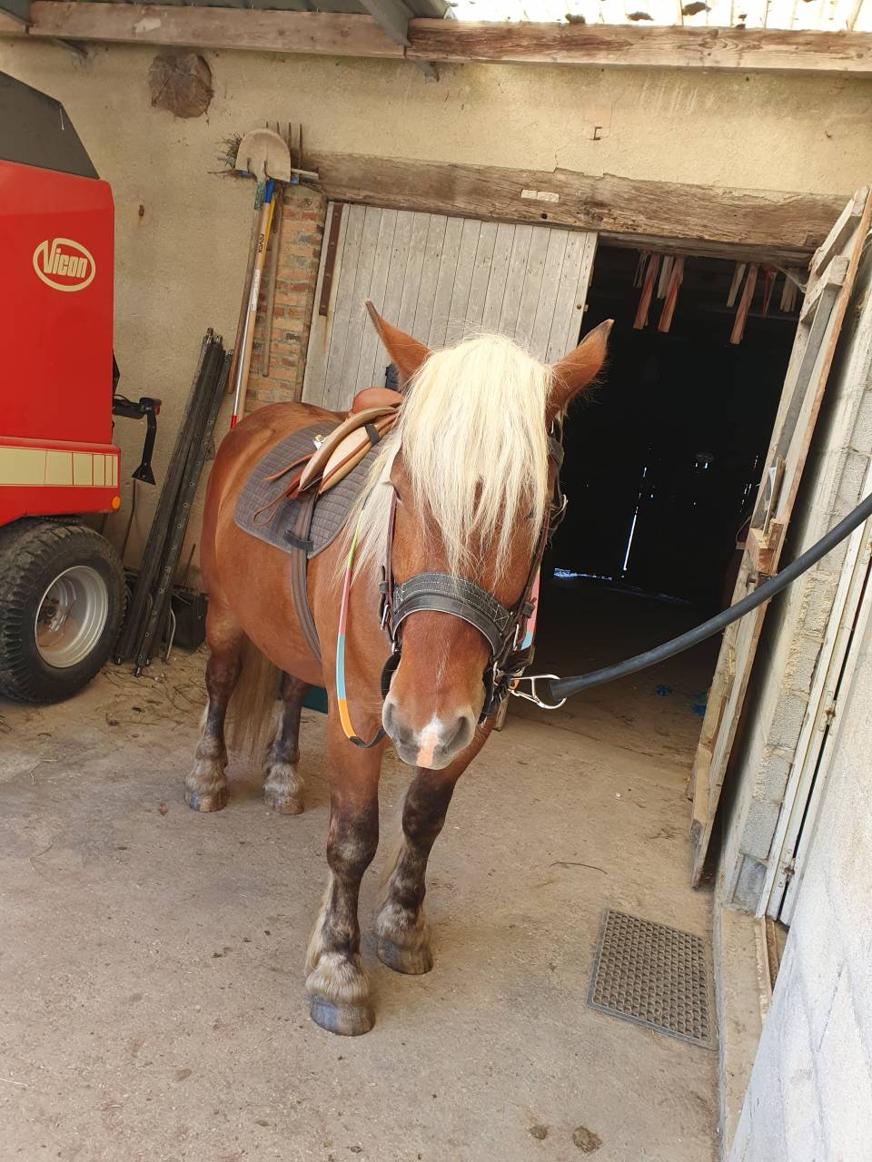 Cheval Comtois mont&eacute; 