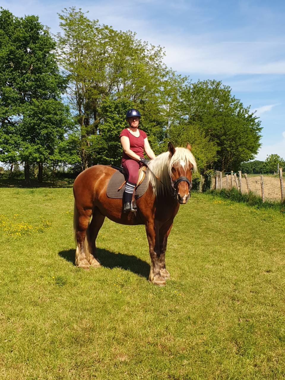 Cheval Comtois mont&eacute; 