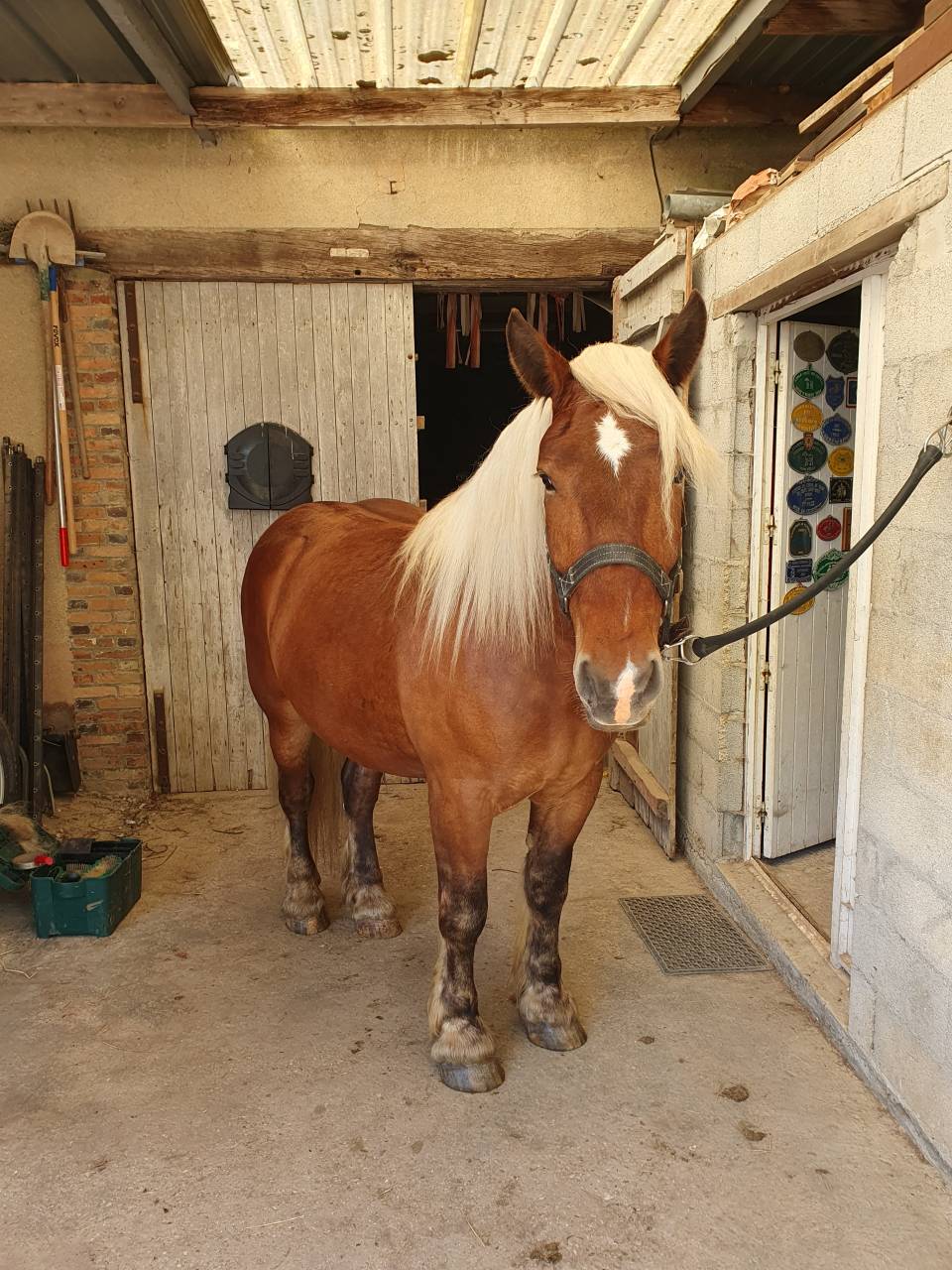 Cheval Comtois mont&eacute; 