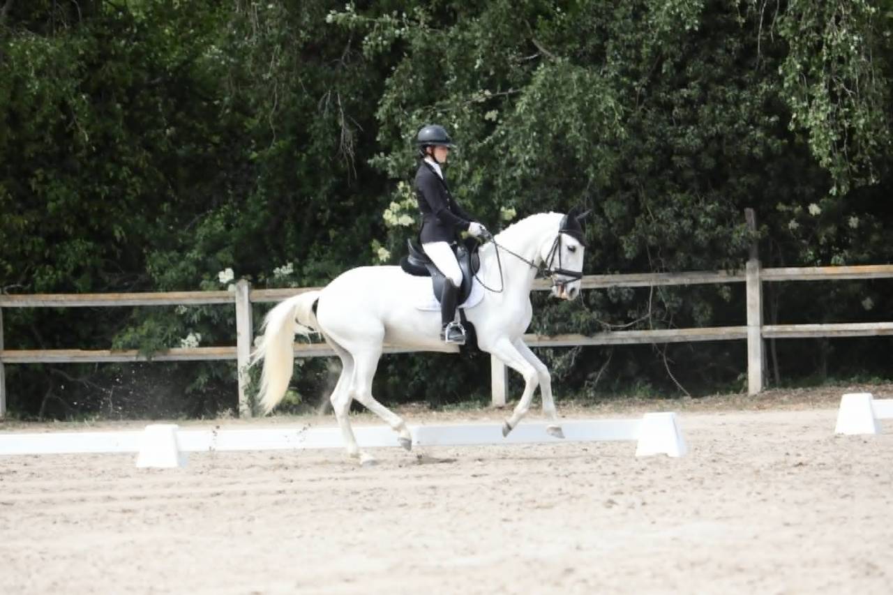 Jument - Lusitanienne - 12 ans - Dressage  PSG - France
