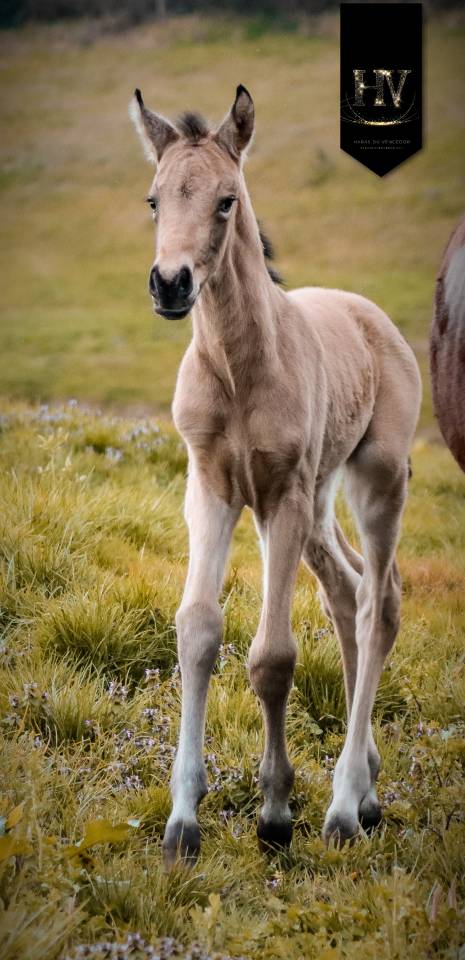 ✨️ M&acirc;le kwpn Isabelle Lusitanosport ✨️