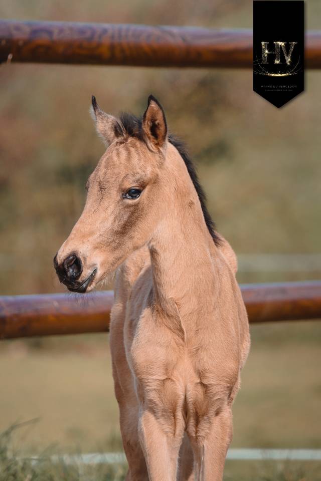 ✨️ M&acirc;le kwpn Isabelle Lusitanosport ✨️