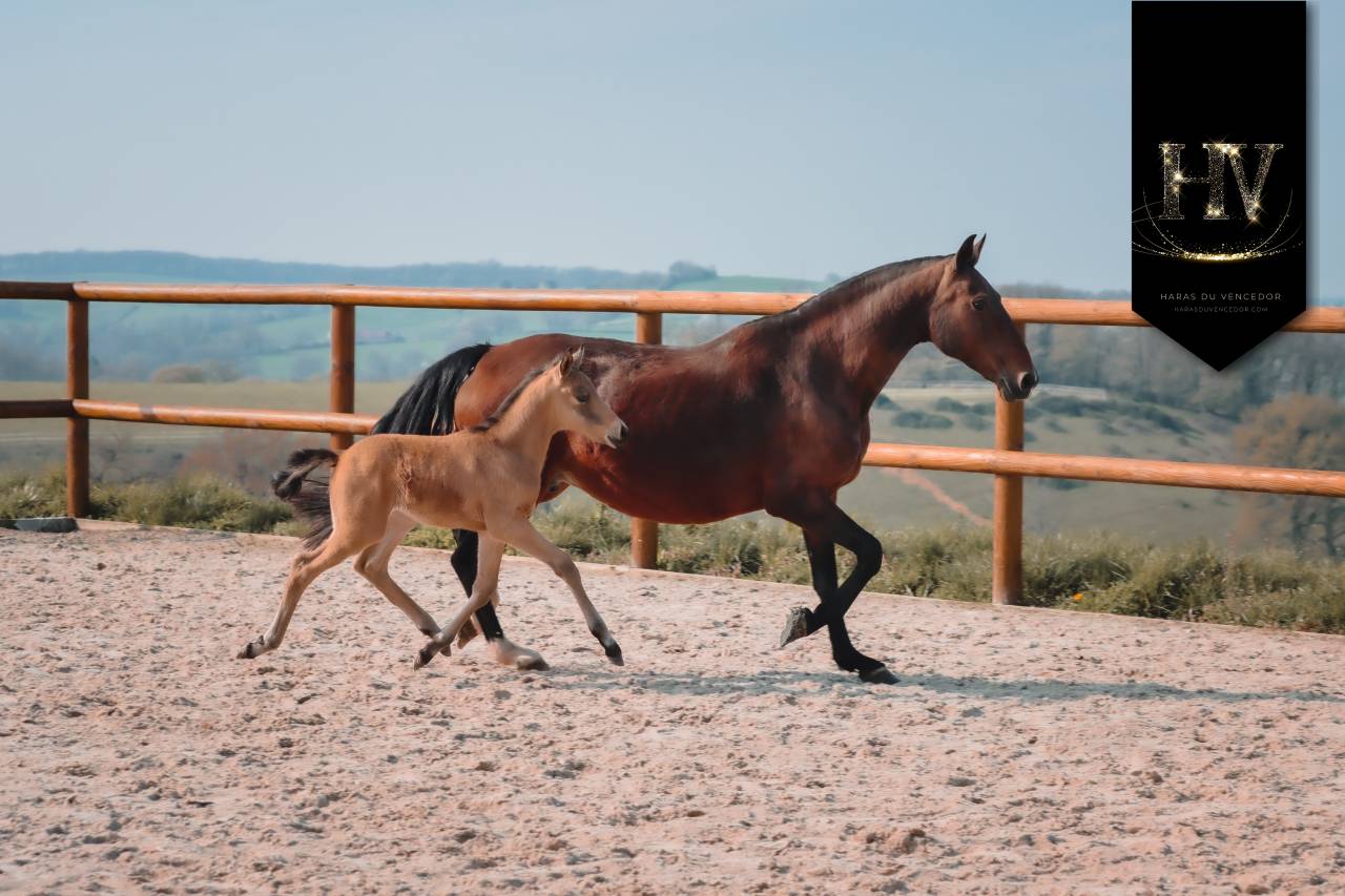 ✨️ M&acirc;le kwpn Isabelle Lusitanosport ✨️