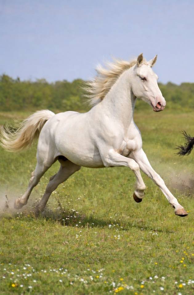 M&acirc;le de 2 Ans  PRE de robe Cr&egrave;me ODOMANN DES DIEUX 
