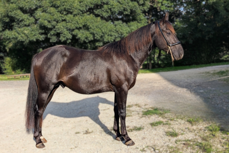 N' Joy, Superbe Quarter Horse M&acirc;le de 2 Ans au Caract&egrave;r