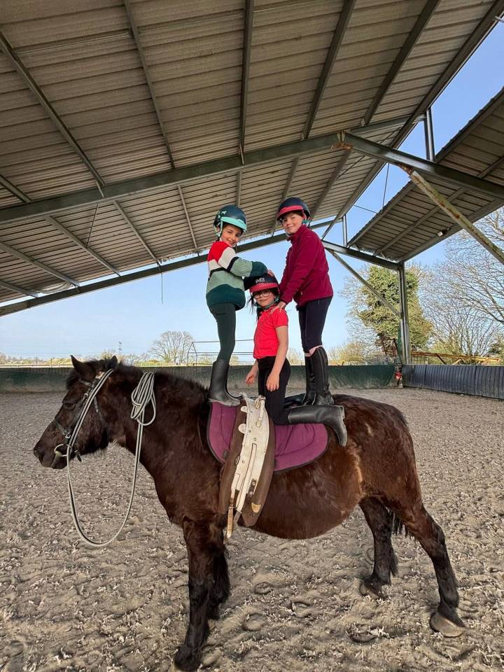 Hongre polyvalent id&eacute;al famille